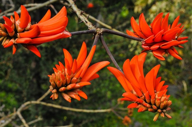 Превью Мандара